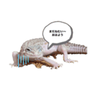 レオパ時々ハム（個別スタンプ：1）
