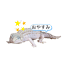 レオパ時々ハム（個別スタンプ：2）