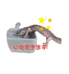 レオパ時々ハム（個別スタンプ：6）
