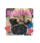 パグ。ぶるくん（個別スタンプ：2）