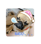 パグ。ぶるくん（個別スタンプ：3）
