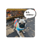 パグ。ぶるくん（個別スタンプ：12）