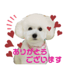 みー（白トイプ）の日常使いスタンプ（個別スタンプ：2）