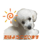 みー（白トイプ）の日常使いスタンプ（個別スタンプ：3）