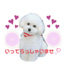 みー（白トイプ）の日常使いスタンプ（個別スタンプ：4）