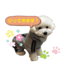 みー（白トイプ）の日常使いスタンプ（個別スタンプ：5）