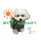 みー（白トイプ）の日常使いスタンプ（個別スタンプ：7）