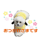 みー（白トイプ）の日常使いスタンプ（個別スタンプ：8）