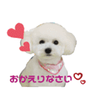 みー（白トイプ）の日常使いスタンプ（個別スタンプ：10）