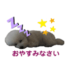 みー（白トイプ）の日常使いスタンプ（個別スタンプ：12）