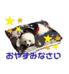 みー（白トイプ）の日常使いスタンプ（個別スタンプ：13）