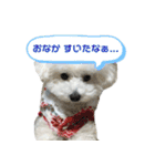 みー（白トイプ）の日常使いスタンプ（個別スタンプ：15）