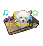 みー（白トイプ）の日常使いスタンプ（個別スタンプ：16）