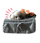 みー（白トイプ）の日常使いスタンプ（個別スタンプ：22）