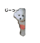 みー（白トイプ）の日常使いスタンプ（個別スタンプ：24）