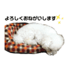 みー（白トイプ）の日常使いスタンプ（個別スタンプ：26）