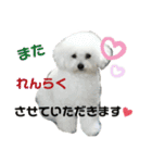 みー（白トイプ）の日常使いスタンプ（個別スタンプ：29）