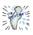 みー（白トイプ）の日常使いスタンプ（個別スタンプ：32）