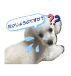 みー（白トイプ）の日常使いスタンプ（個別スタンプ：34）