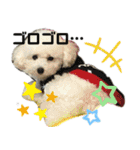 みー（白トイプ）の日常使いスタンプ（個別スタンプ：35）