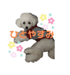 みー（白トイプ）の日常使いスタンプ（個別スタンプ：36）
