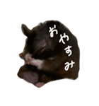 ハムスターのマル（個別スタンプ：2）