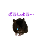 ハムスターのマル（個別スタンプ：7）