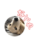 むぎはくの日常（個別スタンプ：16）