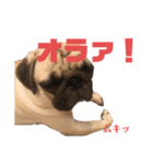 パグのむぎ2（個別スタンプ：6）
