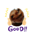 かのんの動物たち（個別スタンプ：13）