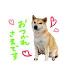 じんちゃんちのななちゃん。2（個別スタンプ：3）