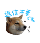 じんちゃんちのななちゃん。2（個別スタンプ：9）