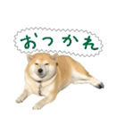 じんちゃんちのななちゃん。2（個別スタンプ：11）