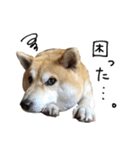 じんちゃんちのななちゃん。2（個別スタンプ：12）