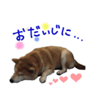 じんちゃんちのななちゃん。2（個別スタンプ：17）