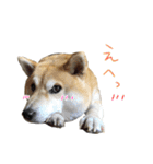 じんちゃんちのななちゃん。2（個別スタンプ：19）