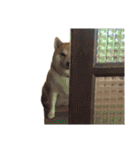 じんちゃんちのななちゃん。2（個別スタンプ：20）