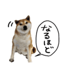 じんちゃんちのななちゃん。2（個別スタンプ：21）