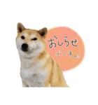 じんちゃんちのななちゃん。2（個別スタンプ：22）
