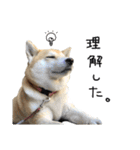 じんちゃんちのななちゃん。2（個別スタンプ：25）