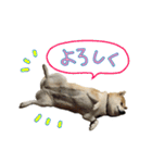 じんちゃんちのななちゃん。2（個別スタンプ：27）