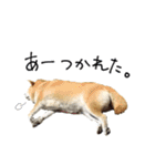 じんちゃんちのななちゃん。2（個別スタンプ：28）