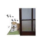じんちゃんちのななちゃん。2（個別スタンプ：29）