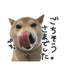 じんちゃんちのななちゃん。2（個別スタンプ：30）