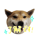 じんちゃんちのななちゃん。2（個別スタンプ：31）