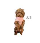 んゴぉ〜（個別スタンプ：1）