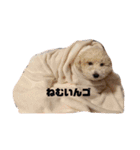 んゴぉ〜（個別スタンプ：8）