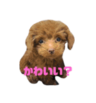んゴぉ〜（個別スタンプ：12）