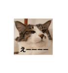 モモちゃん(雄)やさぐれ.ver（個別スタンプ：1）