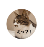 モモちゃん(雄)やさぐれ.ver（個別スタンプ：2）